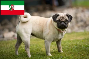 Read more about the article Pug crescători și căței în Renania de Nord-Westfalia