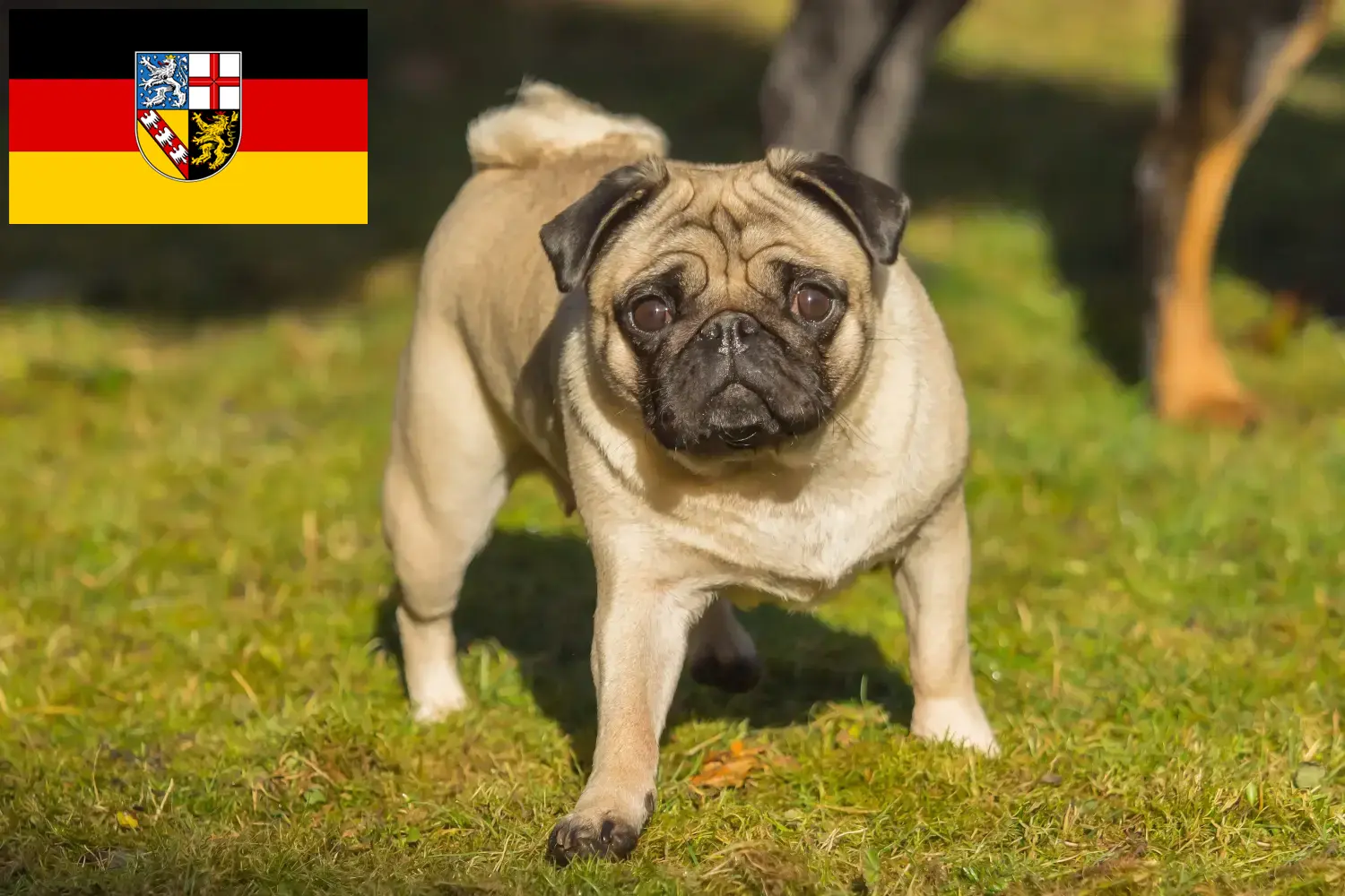 Read more about the article Pug crescători și căței în Saarland