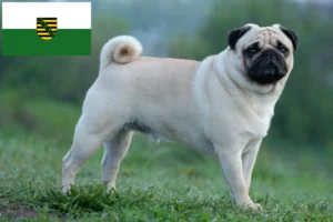 Read more about the article Pug crescători și căței în Saxonia
