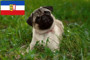 Read more about the article Pug crescători și căței în Schleswig-Holstein