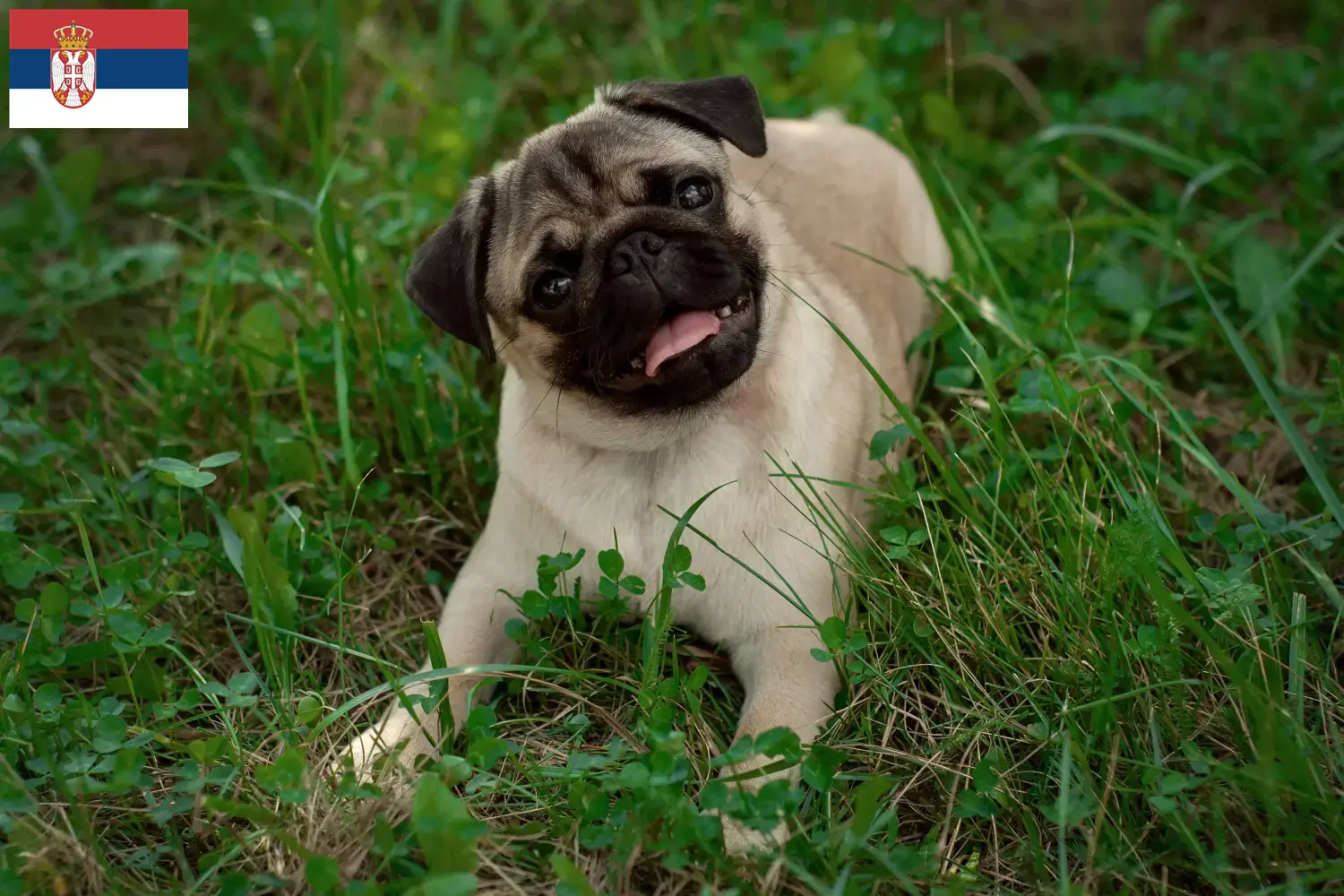 Read more about the article Pug crescători și căței în Serbia