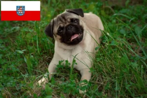 Read more about the article Pug crescători și căței în Thuringia