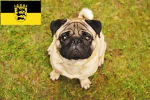 Read more about the article Pug crescători și căței în Baden-Württemberg