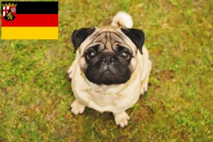 Read more about the article Pug crescători și căței în Renania-Palatinat
