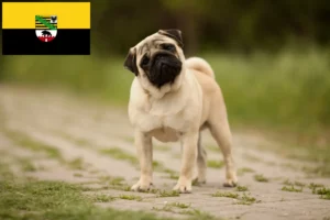 Read more about the article Pug crescători și căței în Saxonia-Anhalt