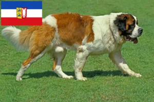 Read more about the article Saint Bernard crescători și căței în Schleswig-Holstein