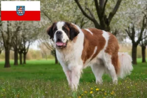 Read more about the article Saint Bernard crescători și căței în Thuringia