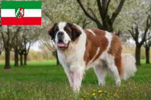 Read more about the article Saint Bernard crescători și căței în Renania de Nord-Westfalia