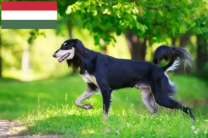 Read more about the article Crescători de Saluki și căței în Ungaria