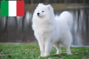 Read more about the article Crescători de Samoyed și căței în Italia