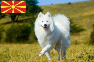 Read more about the article Crescători de Samoyed și căței în Macedonia de Nord