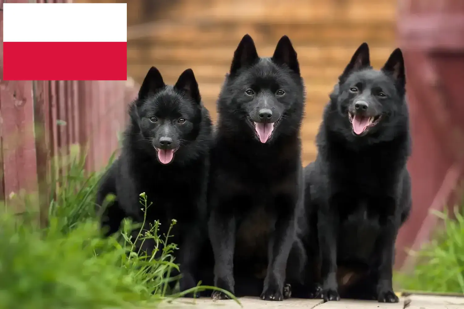 Schipperke căței și crescători Polonia Aici puteți găsi crescători de Schipperkes în Polonia.
