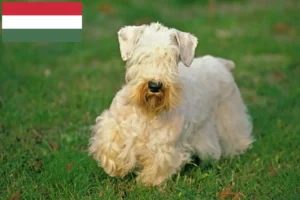 Read more about the article Sealyham Terrier crescători și căței în Ungaria