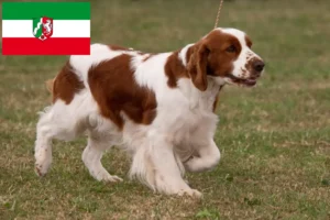 Read more about the article Irish Red and White Setter crescători și căței în Renania de Nord-Westfalia