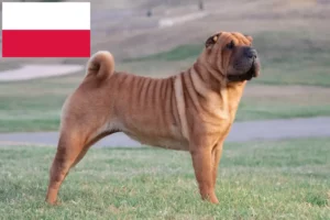 Read more about the article Shar-Pei crescători și căței în Polonia