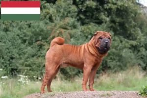 Read more about the article Shar-Pei crescători și căței în Ungaria