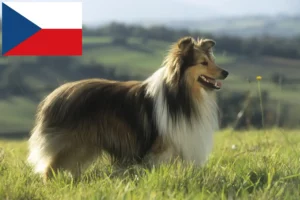 Read more about the article Sheltie crescători și căței în Republica Cehă