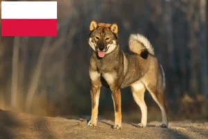 Read more about the article Shikoku crescători și căței în Polonia