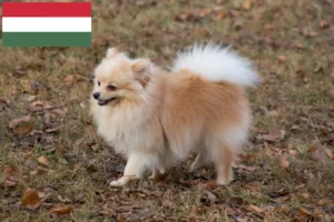 Read more about the article Spitz crescători și căței în Ungaria