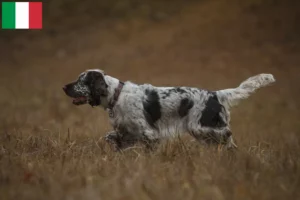 Read more about the article English Springer Spaniel crescători și căței în Italia