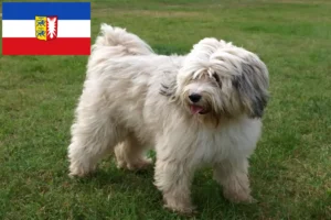 Read more about the article Tibetan Terrier crescători și căței în Schleswig-Holstein