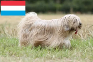 Read more about the article Tibetan Terrier crescători și căței în Luxemburg