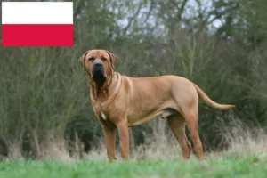 Read more about the article Tosa crescători și căței în Polonia
