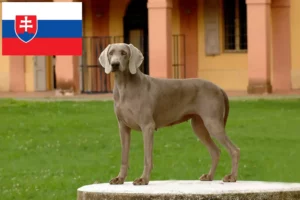 Read more about the article Weimaraner crescători și căței în Slovacia