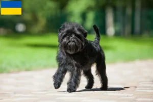 Read more about the article Affenpinscher crescători și căței în Ucraina