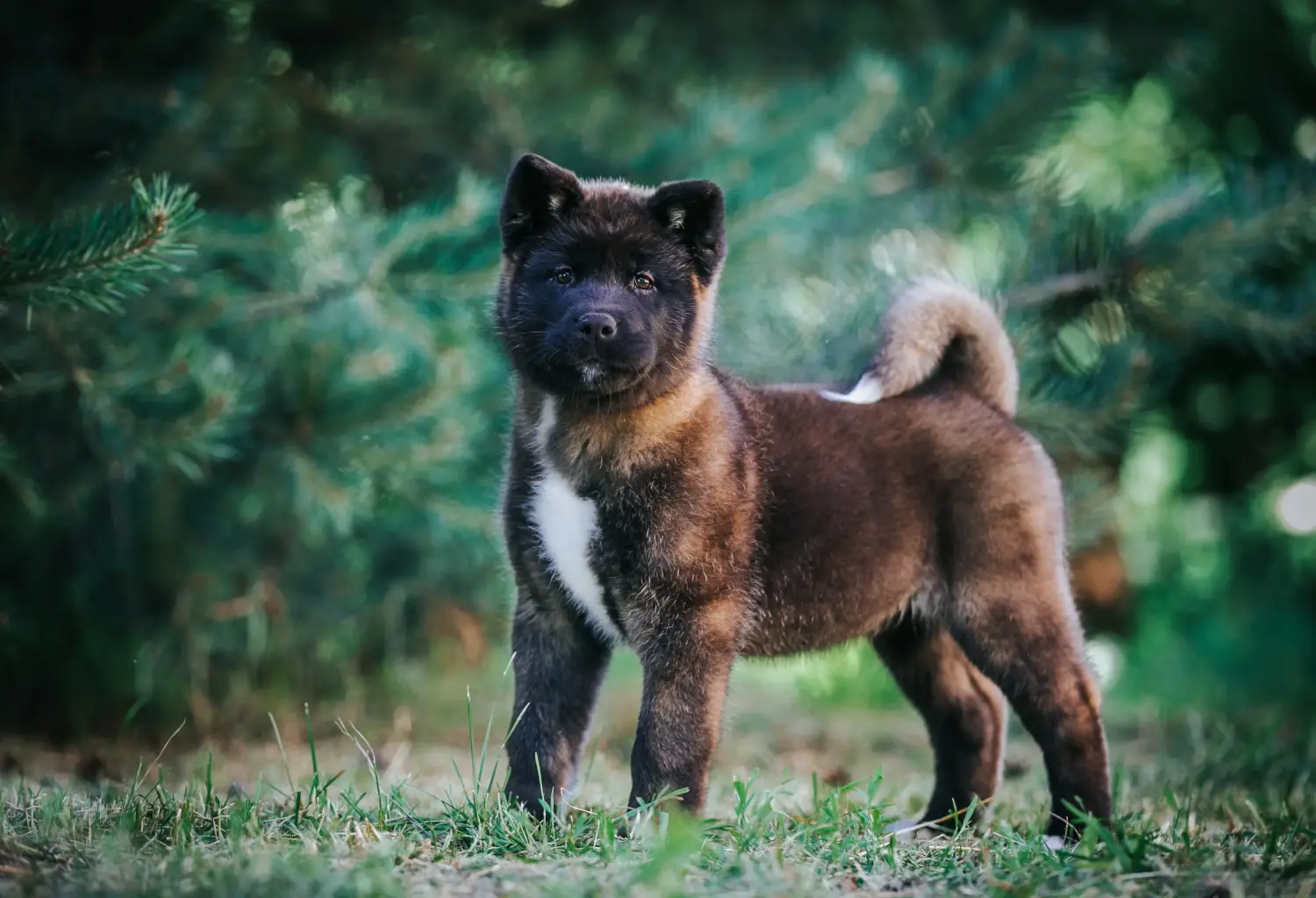 Cumpărarea unui cățel Akita înseamnă asumarea responsabilității! Cumpărați cățeluși Akita.