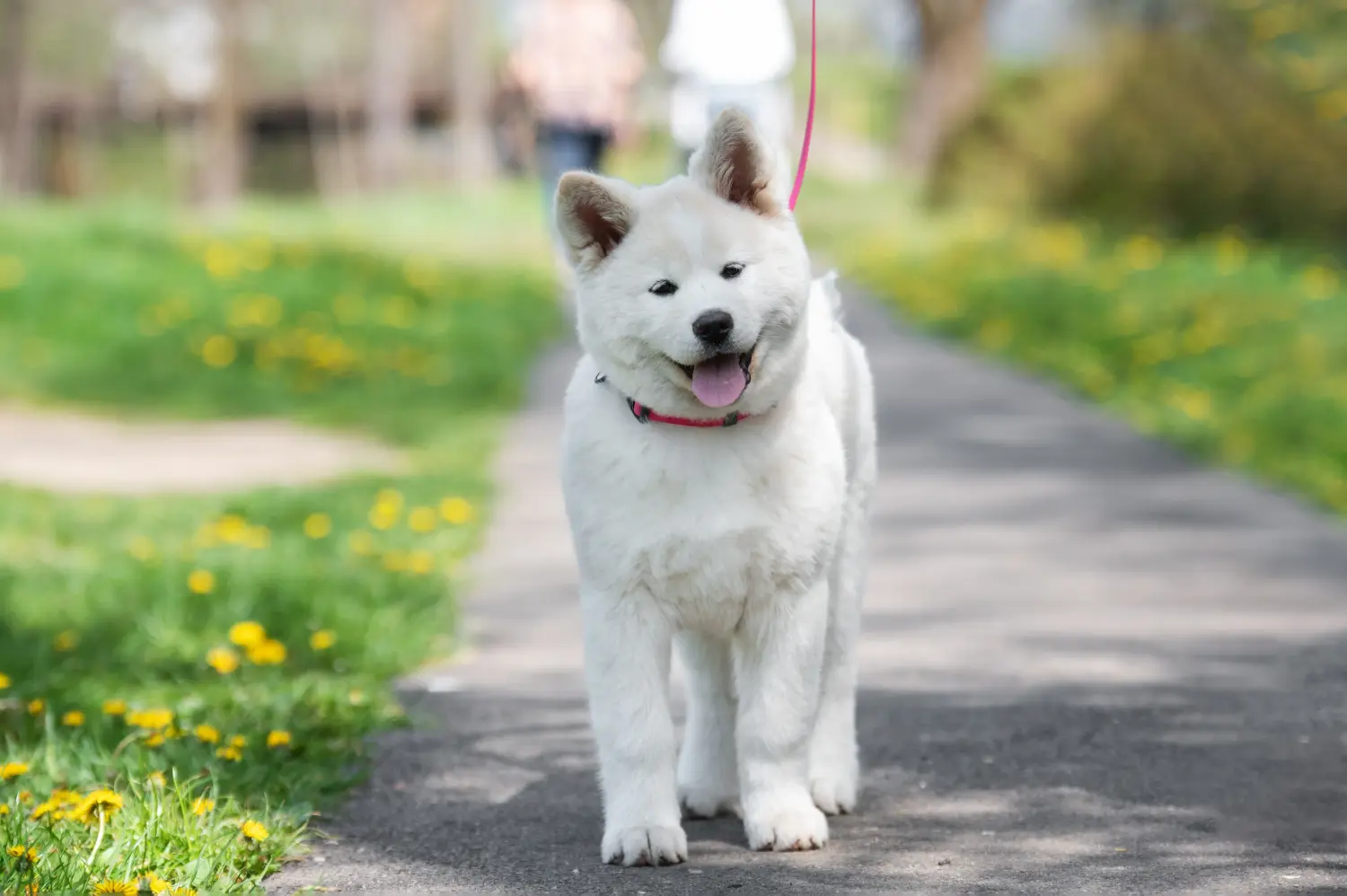 Cumpărarea unui cățel Akita înseamnă asumarea responsabilității! Cumpărați cățeluși Akita.