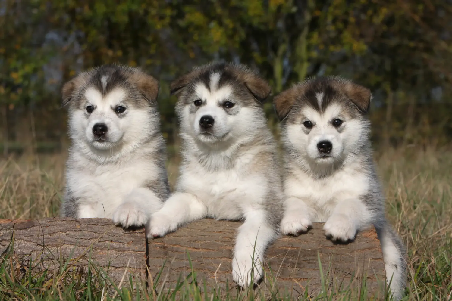 Cumpărarea unui cățeluș Alaskan Malamute înseamnă asumarea responsabilității! Cumpărați cățeluși Alaskan Malamute.