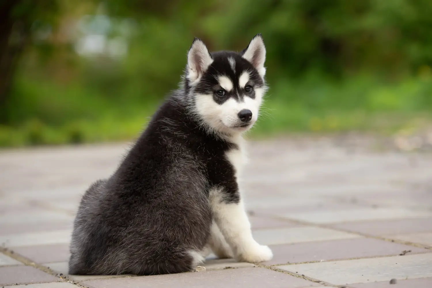 Cumpărarea unui cățeluș Alaskan Malamute înseamnă asumarea responsabilității! Cumpărați cățeluși Alaskan Malamute.
