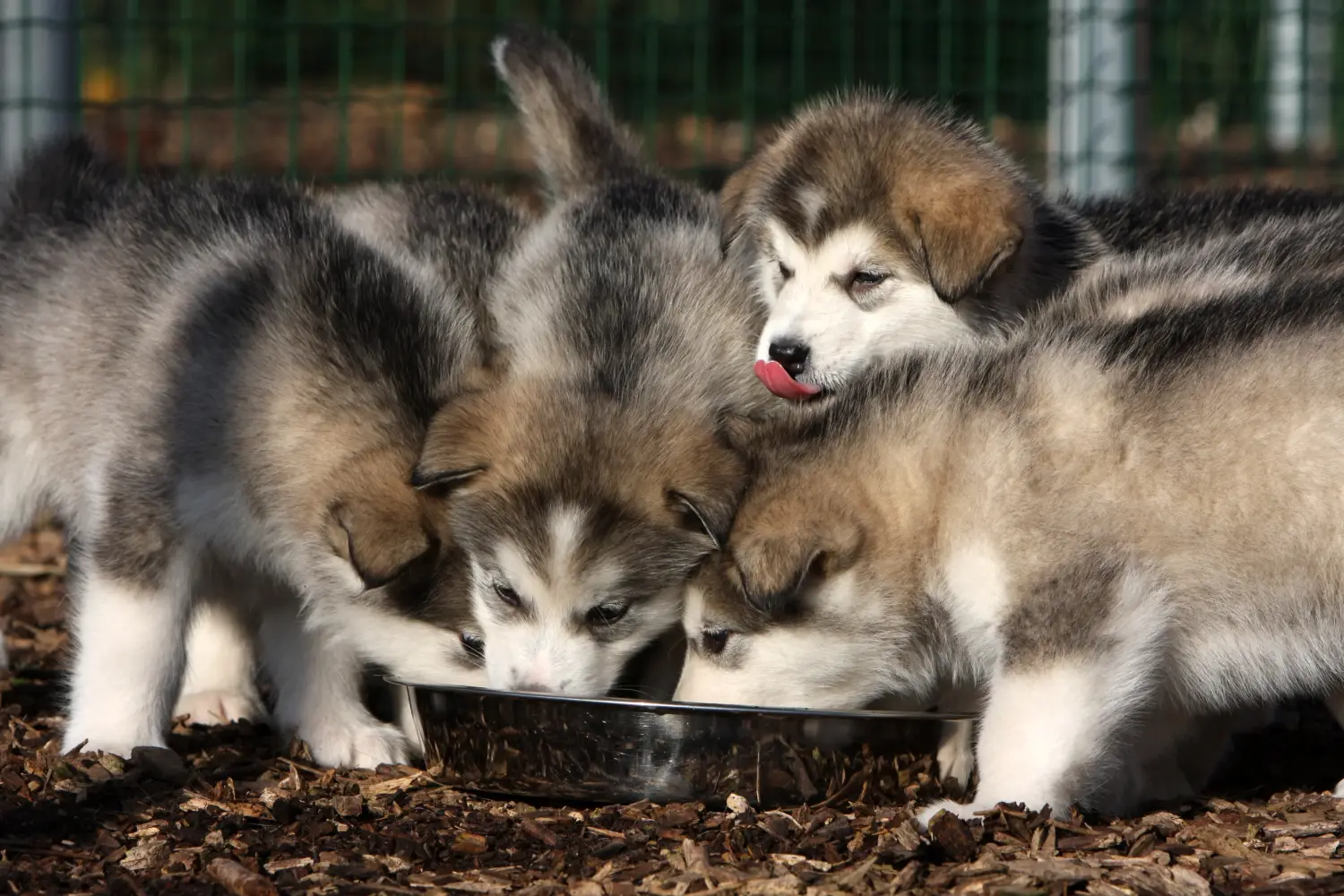 Cumpărarea unui cățeluș Alaskan Malamute înseamnă asumarea responsabilității! Cumpărați cățeluși Alaskan Malamute.