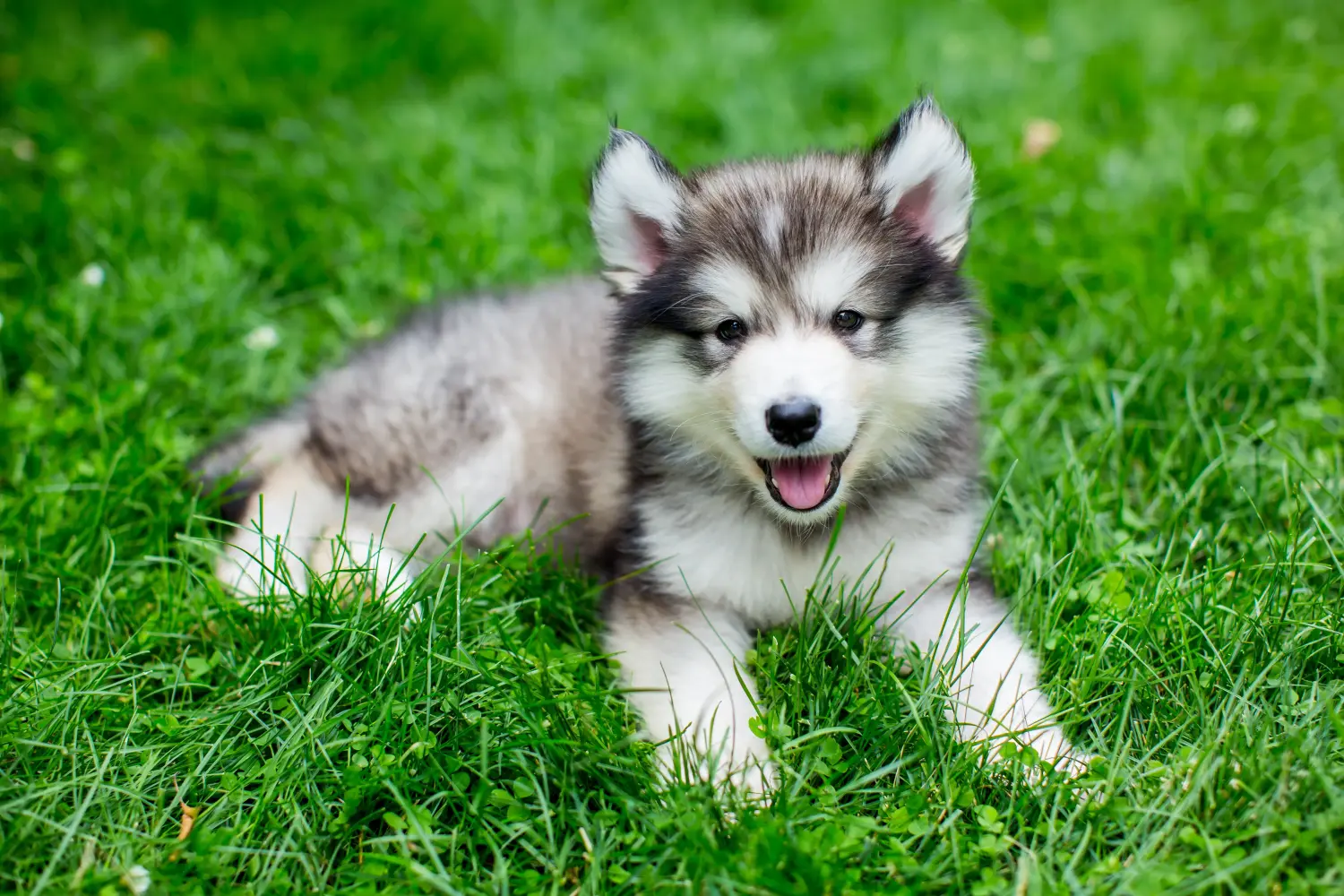 Cumpărarea unui cățeluș Alaskan Malamute înseamnă asumarea responsabilității! Cumpărați cățeluși Alaskan Malamute.
