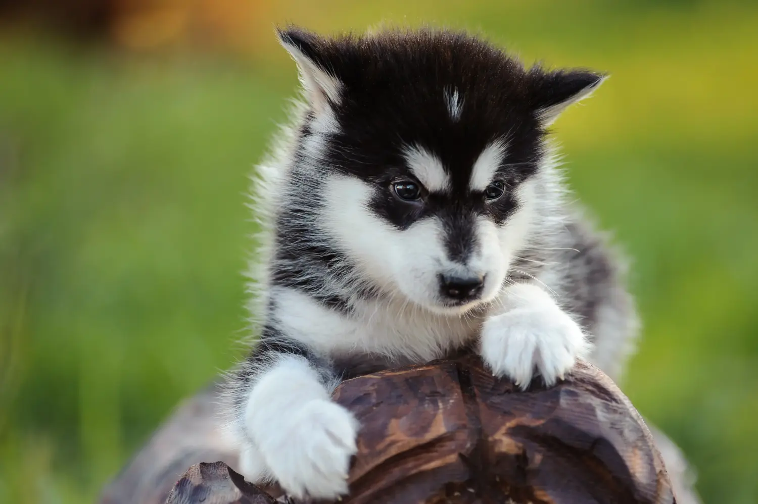 Cumpărarea unui cățeluș Alaskan Malamute înseamnă asumarea responsabilității! Cumpărați cățeluși Alaskan Malamute.