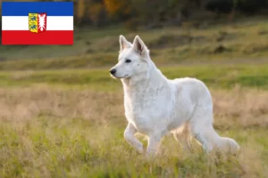 Read more about the article Alb Ciobănesc Elvețian Alb Ciobănesc Dog Breeder și cățeluși în Schleswig-Holstein