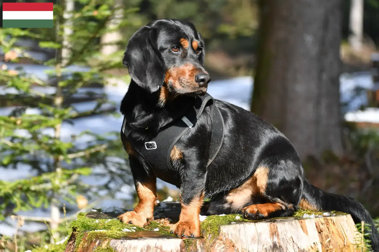 Alpine Dachsbracke căței și crescători Ungaria Aici puteți găsi crescători de Alpine Dachsbracken în Ungaria.