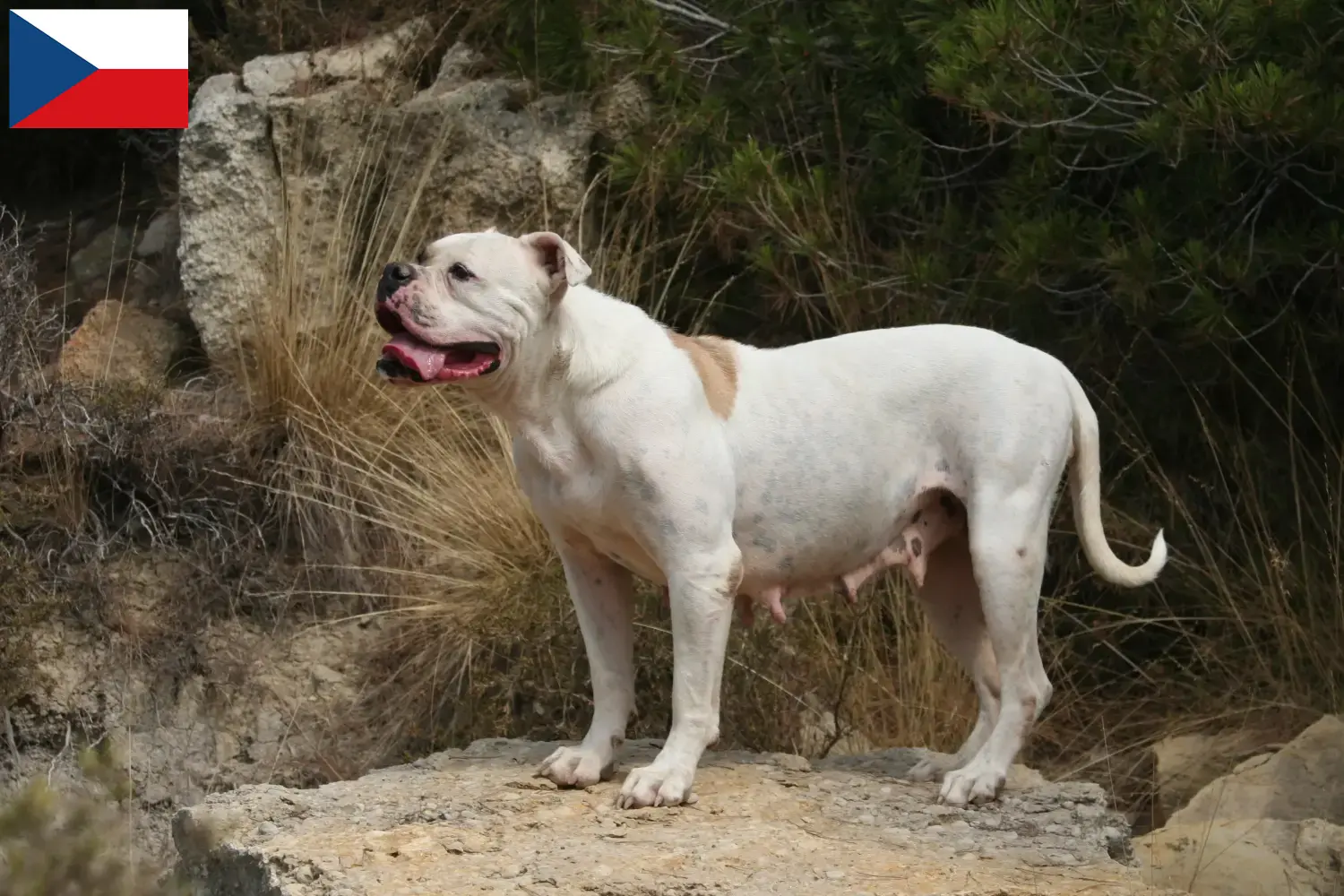 Read more about the article Crescători de Bulldog American și căței în Republica Cehă