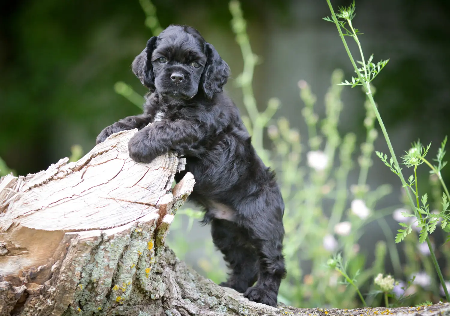 Cumpărarea unui cățel American Water Spaniel înseamnă asumarea responsabilității! Cumpărați căței Cocker Spaniel american.