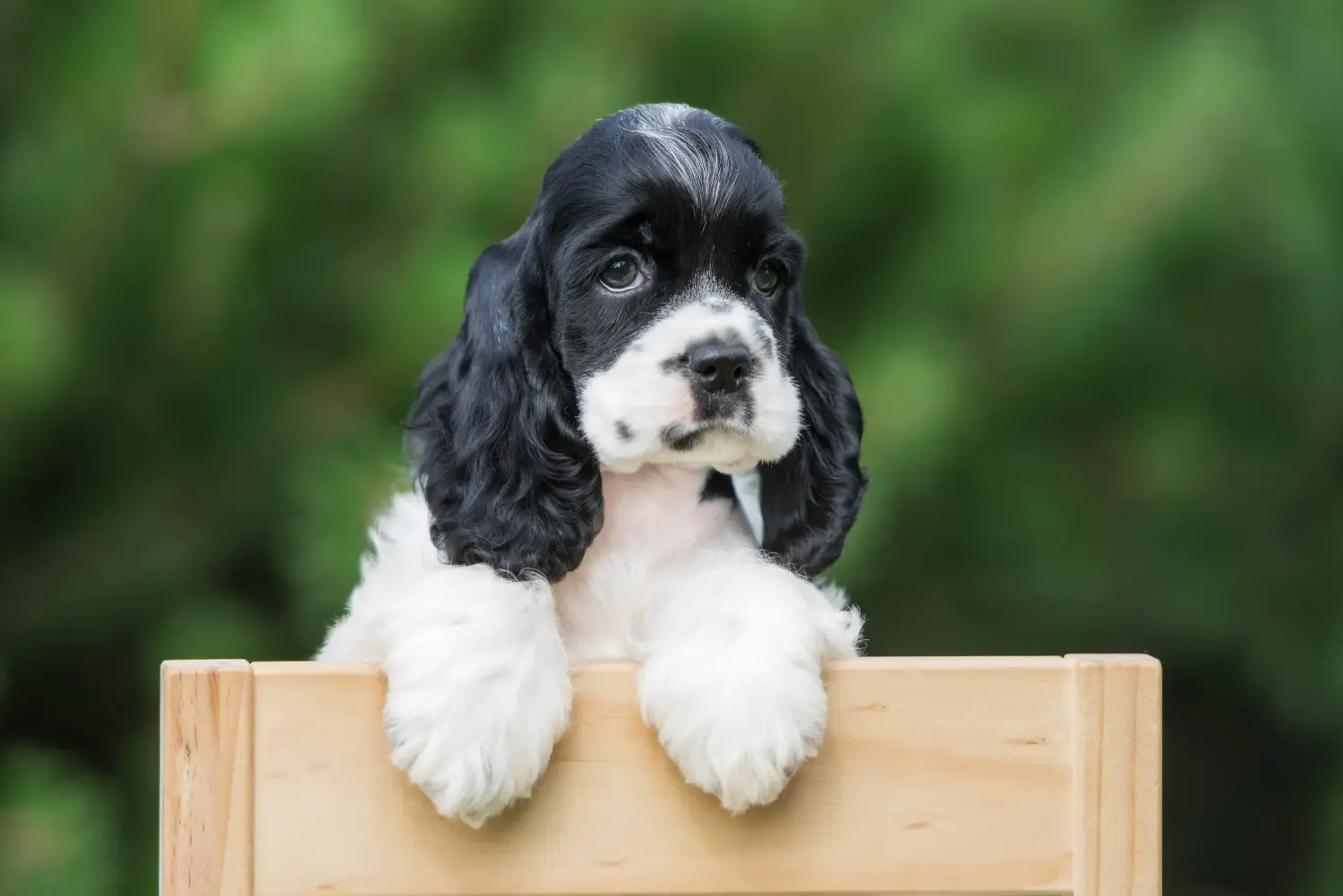 Cumpărarea unui cățel American Water Spaniel înseamnă asumarea responsabilității! Cumpărați căței Cocker Spaniel american.