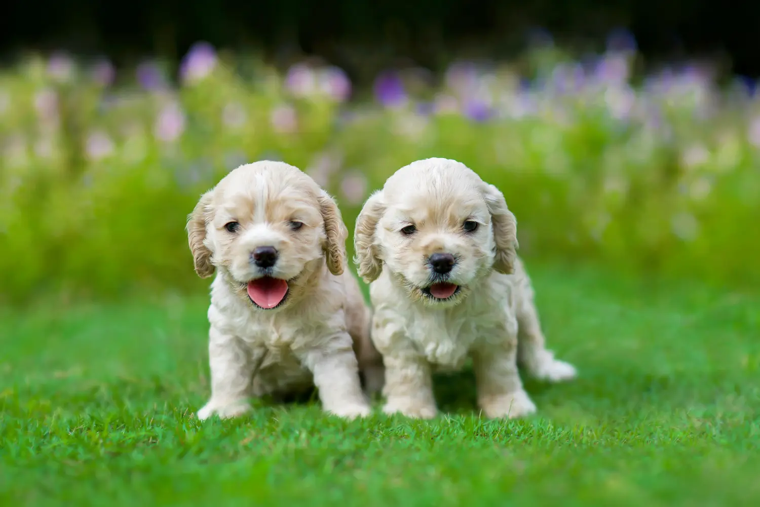 Cumpărarea unui cățel American Water Spaniel înseamnă asumarea responsabilității! Cumpărați căței Cocker Spaniel american.
