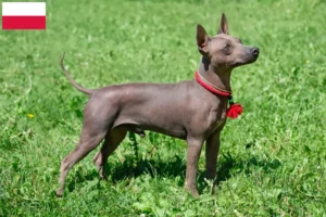 Read more about the article American Hairless Terrier crescători și căței în Polonia
