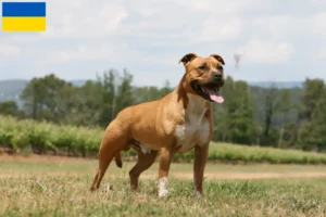 Read more about the article American Staffordshire Terrier crescători și căței în Ucraina