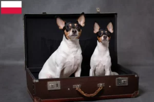 Read more about the article American Toy Terrier crescători și căței în Polonia