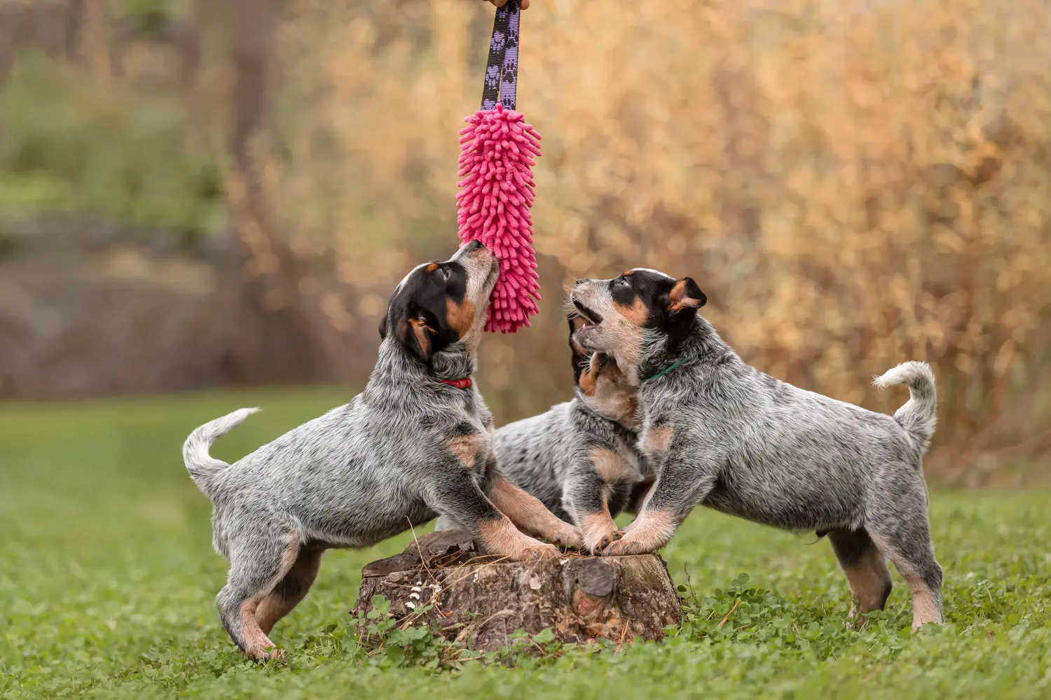 Cumpărarea unui cățel Australian Cattle Dog înseamnă asumarea responsabilității! Cumpărați căței Australian Cattle Dog.