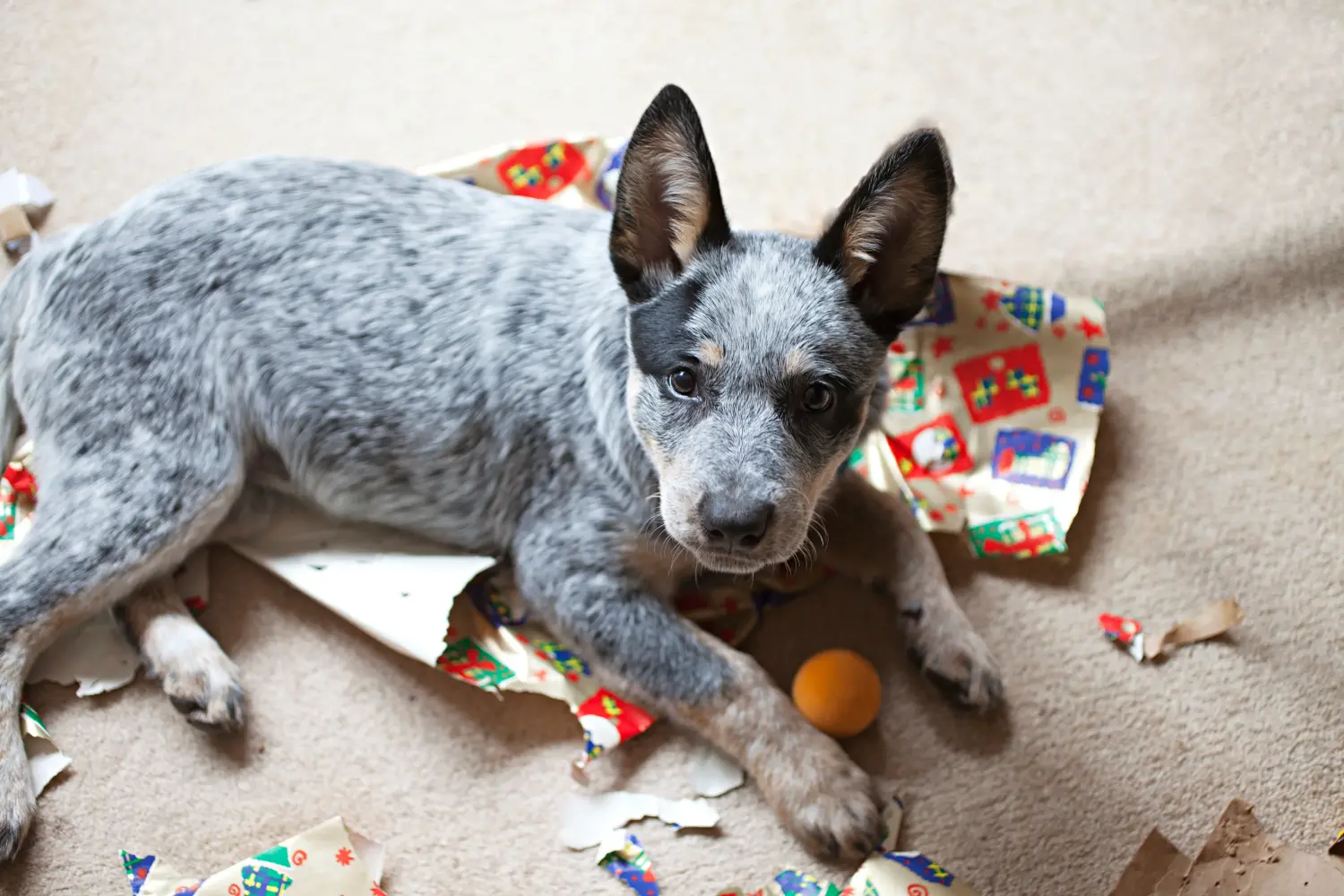 Cumpărarea unui cățel Australian Cattle Dog înseamnă asumarea responsabilității! Cumpărați căței Australian Cattle Dog.
