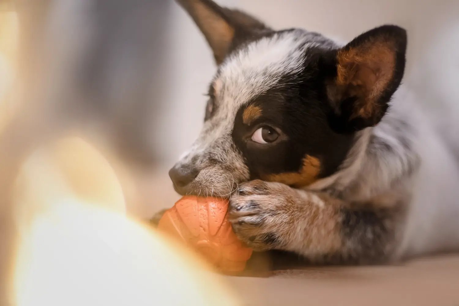 Cumpărarea unui cățel Australian Cattle Dog înseamnă asumarea responsabilității! Cumpărați căței Australian Cattle Dog.