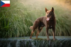 Read more about the article Australian Kelpie crescători și căței în Republica Cehă