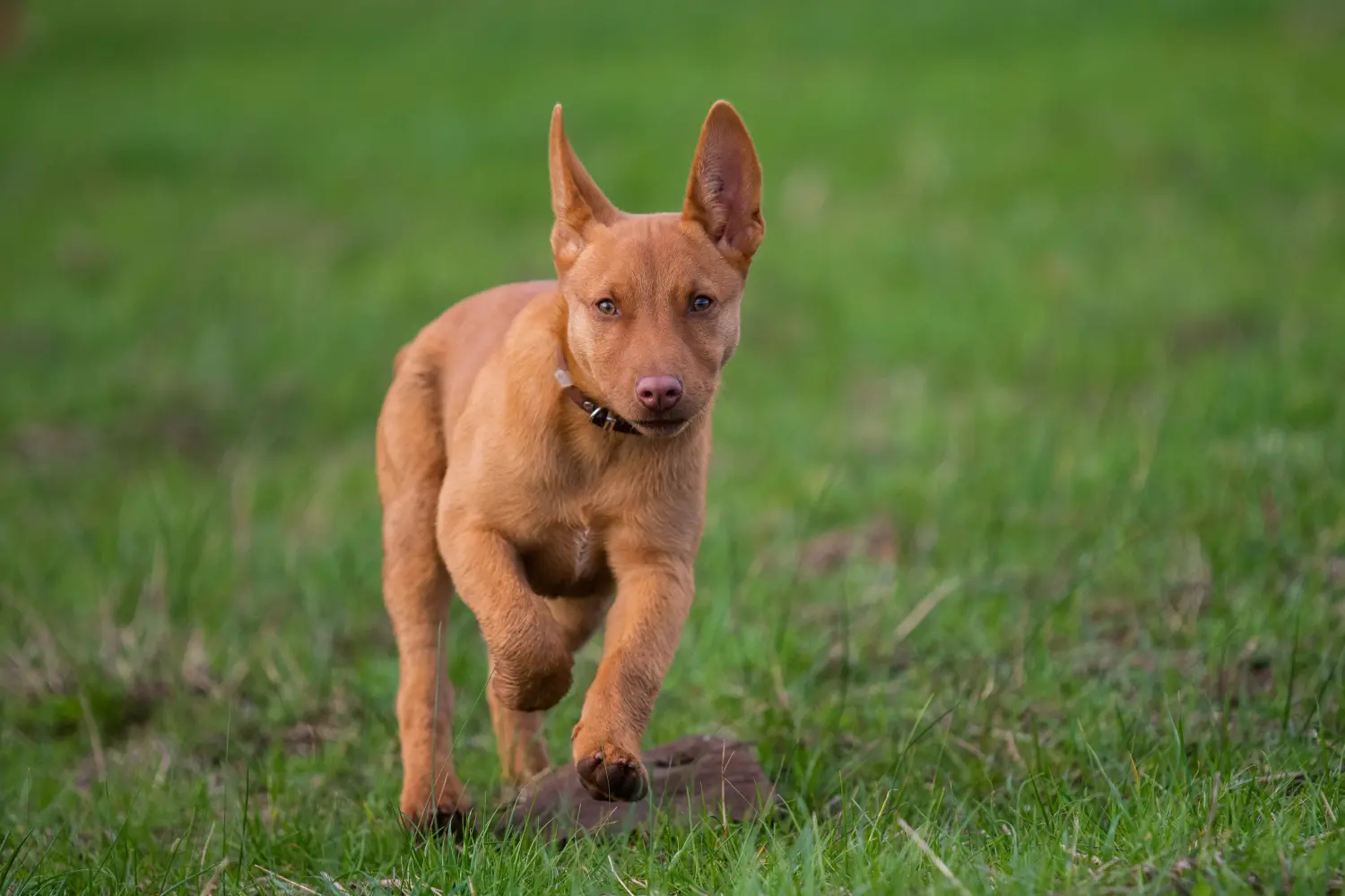 Cumpărarea unui cățel Australian Kelpie înseamnă asumarea responsabilității! Cumpărați cățeluși australieni Kelpie.